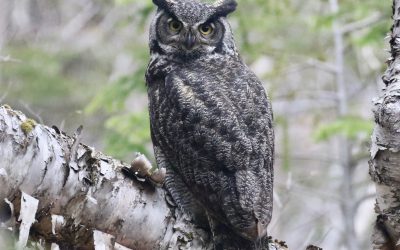 Volunteering to clarify foggy owl trends in Newfoundland