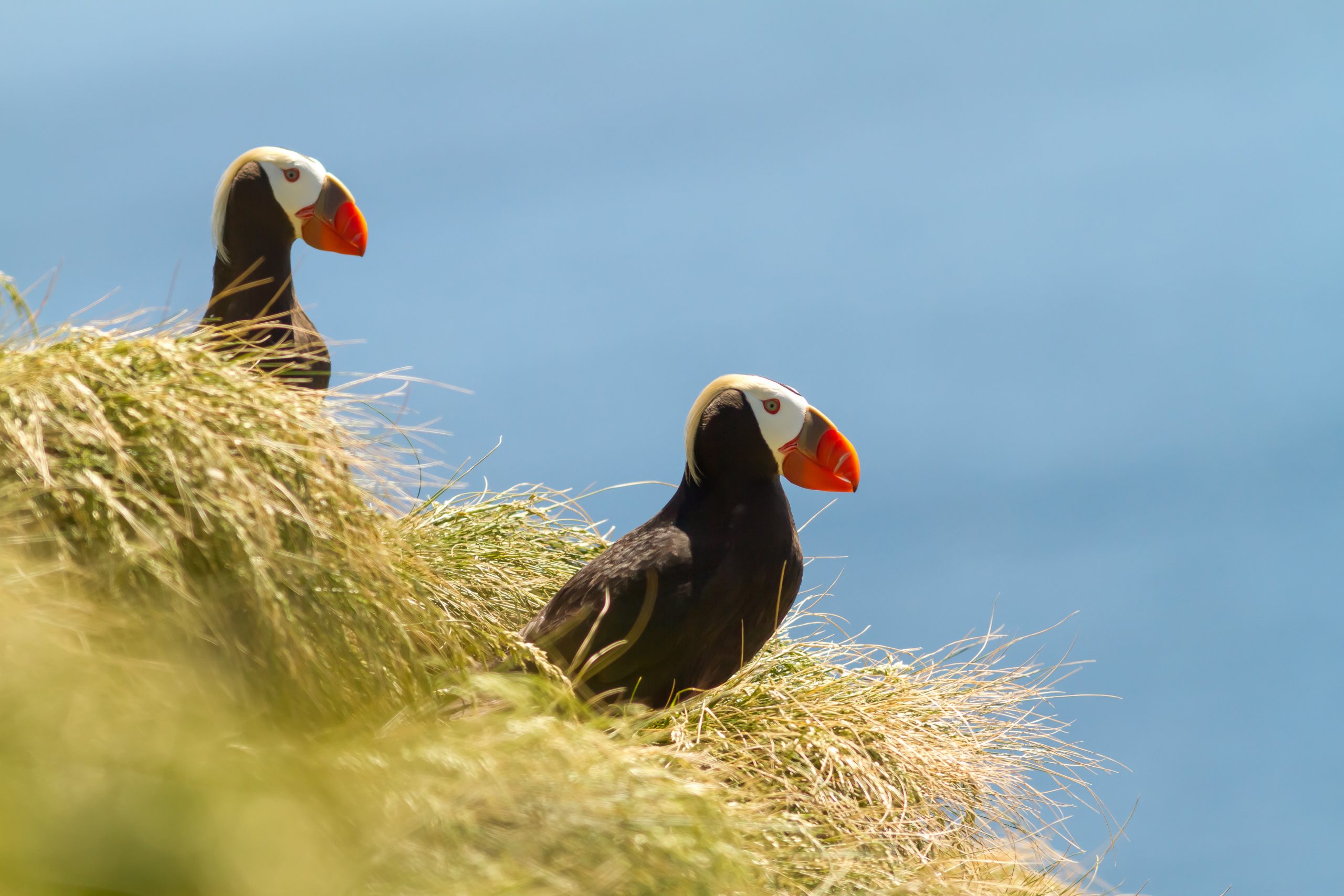 Two Tufted Puffins on a grassy island