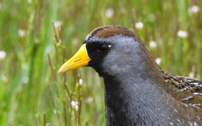 Managing water levels to welcome wetland birds