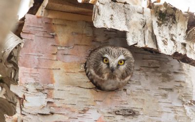 NL Nocturnal Owl Survey – Media Release