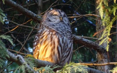 Volunteers needed: Québec Nocturnal Owl Survey