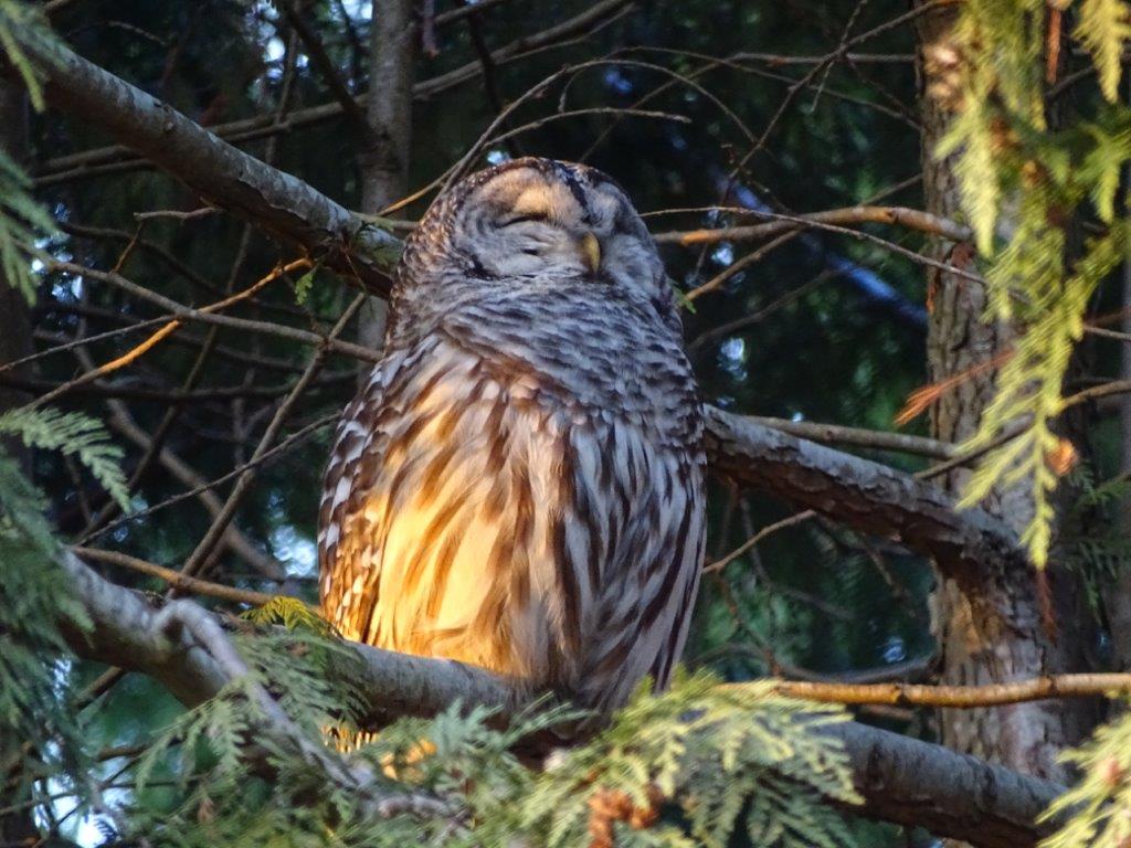 A Barred Owl perched in a cedar with its eyes shut