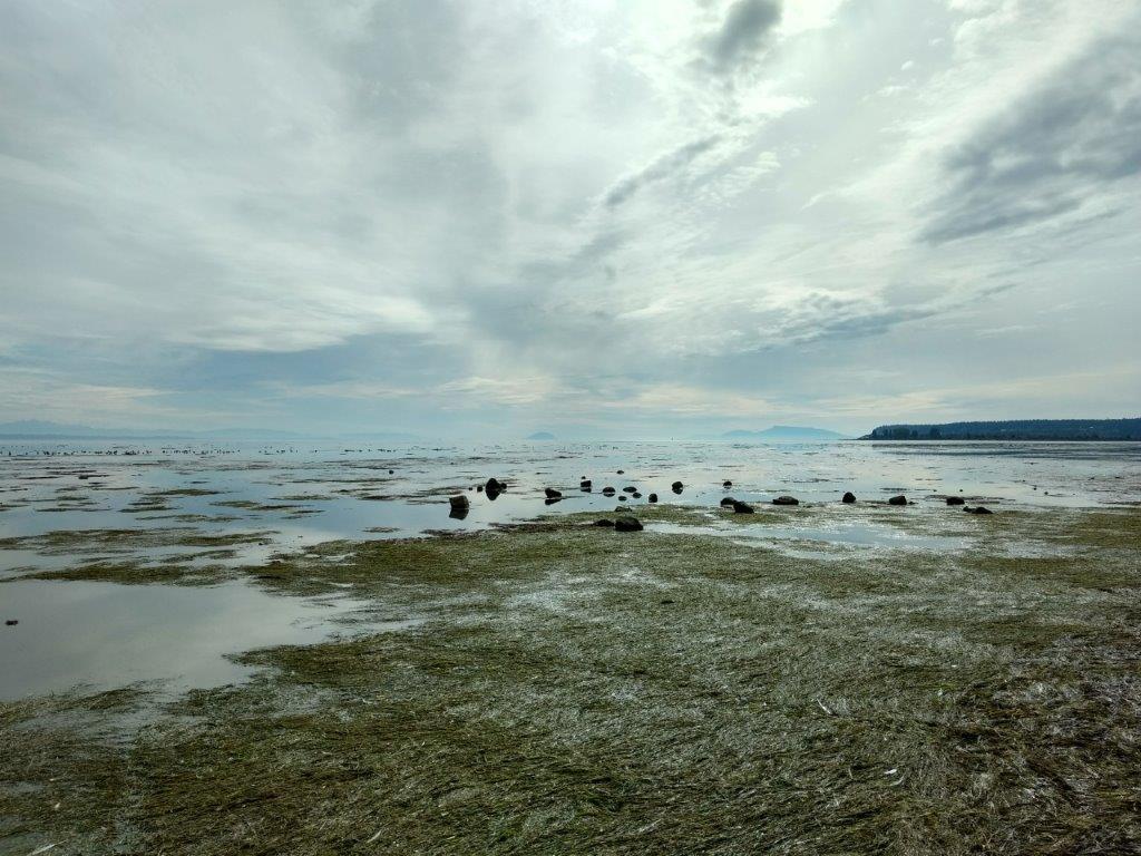 A view of a tidal flat and foreshore on the west coast of British Columbia