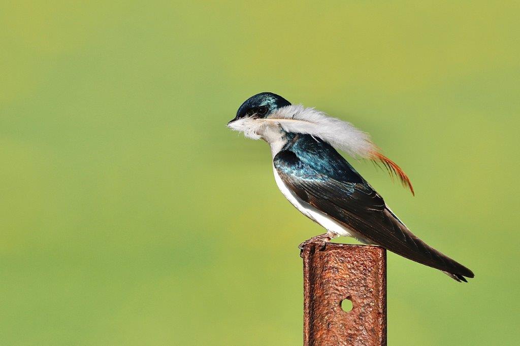 A Tree Swallow perched on pole holding a feather in its bill