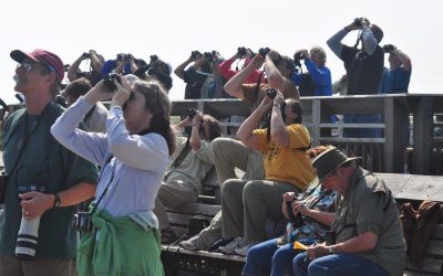 Taking the pulse of North America’s raptors