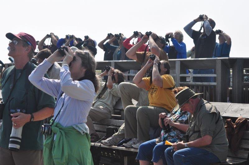 A group of people looking at the sky with binoculars to monitor raptors