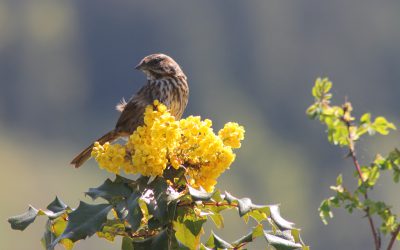 Start Gardening for Birds Today!