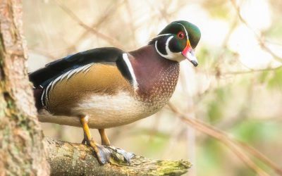 Trees are not just “for the birds”