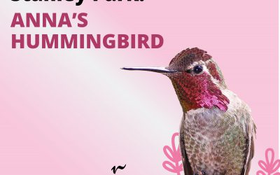 Explore the world of birds from home with virtual celebrations