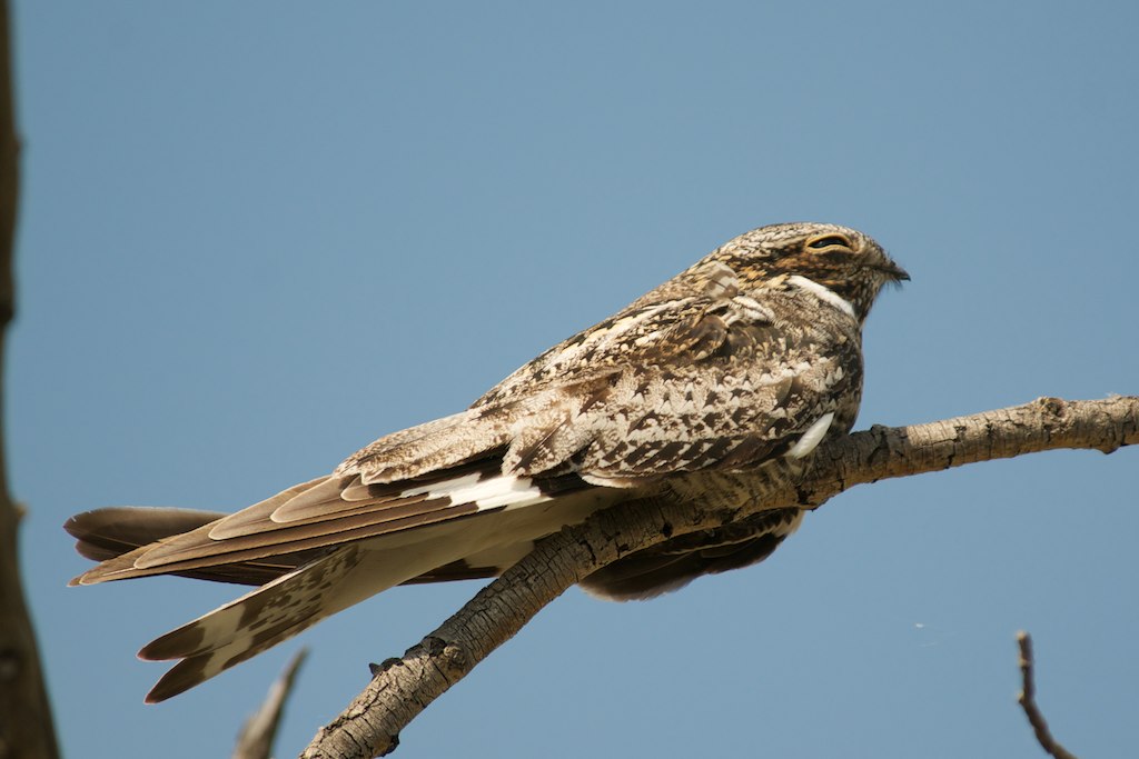 Common Nighthawk on branch