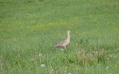 Celebrating Curlews in Canada’s west and beyond!