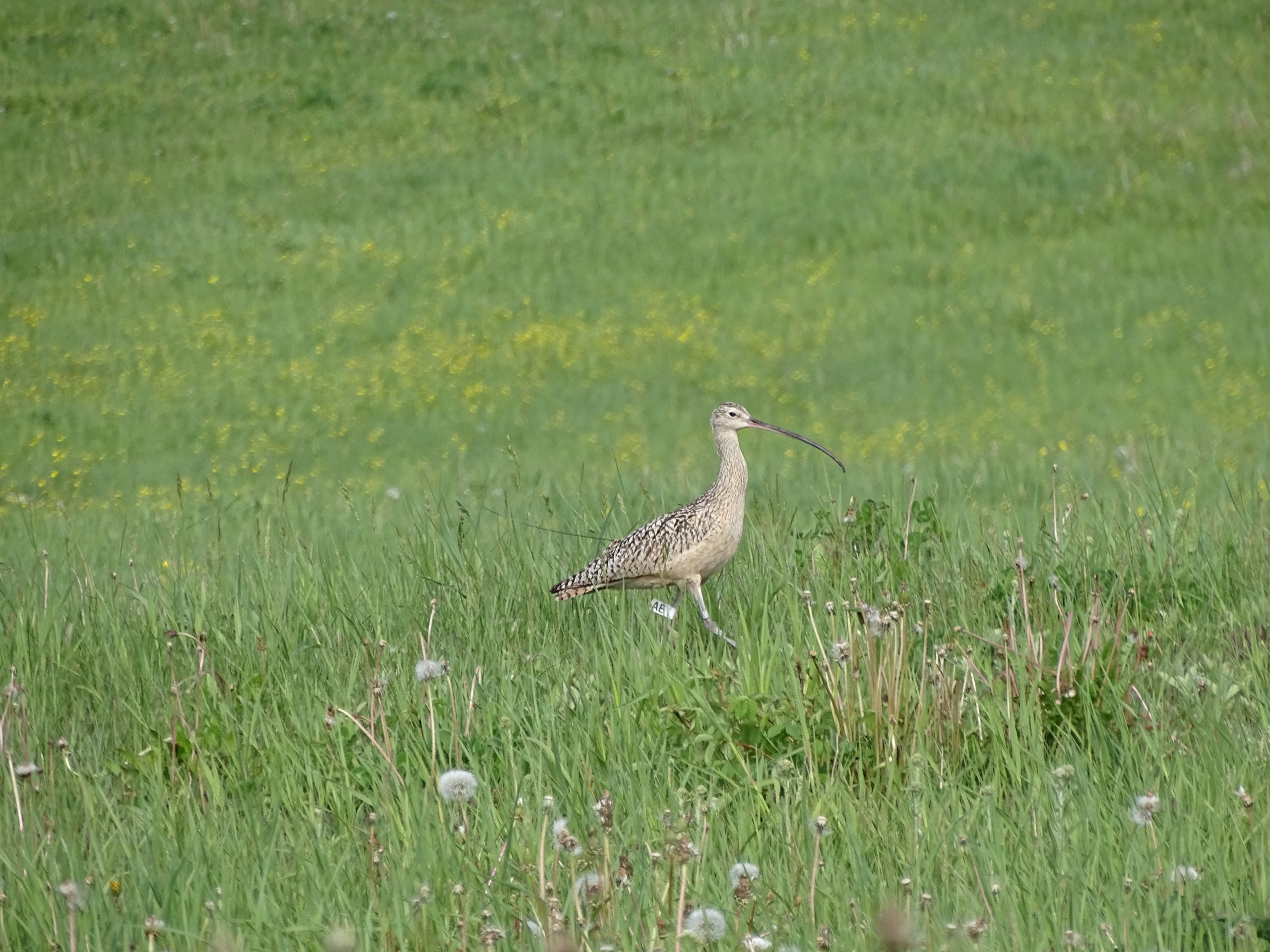 Long-billed Curlew in grassy pasture