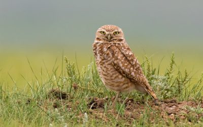 Livestock producers are powerful allies for grassland birds