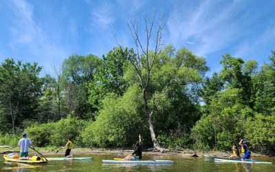 Toronto Bird Celebration – Media Release