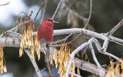 Birds Canada launches national initiative to empower gardeners and home owners to protect birds