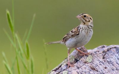 How your purchasing decisions can help grassland and prairie birds