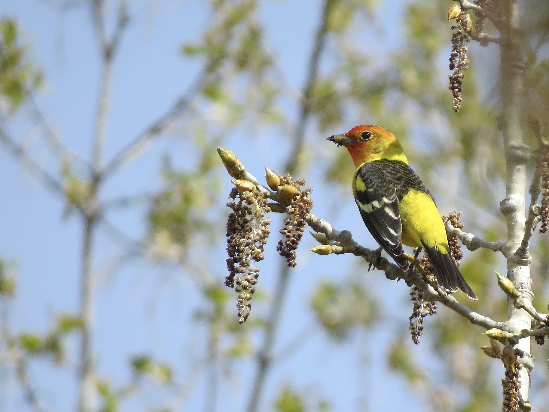 A male Western Tanager on a branch.