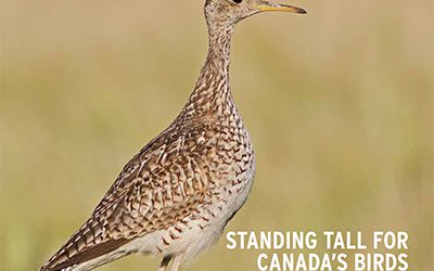 Your contributions shine in the Summer issue of BirdWatch Canada