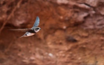 Report your sightings: Bank Swallows in Atlantic Canada