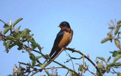 Flock Together for the Great Backyard Bird Count