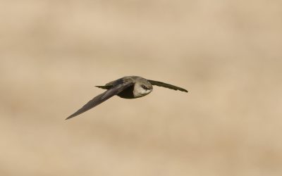 Sharing your home with swifts