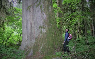 Old Growth Logging in British Columbia