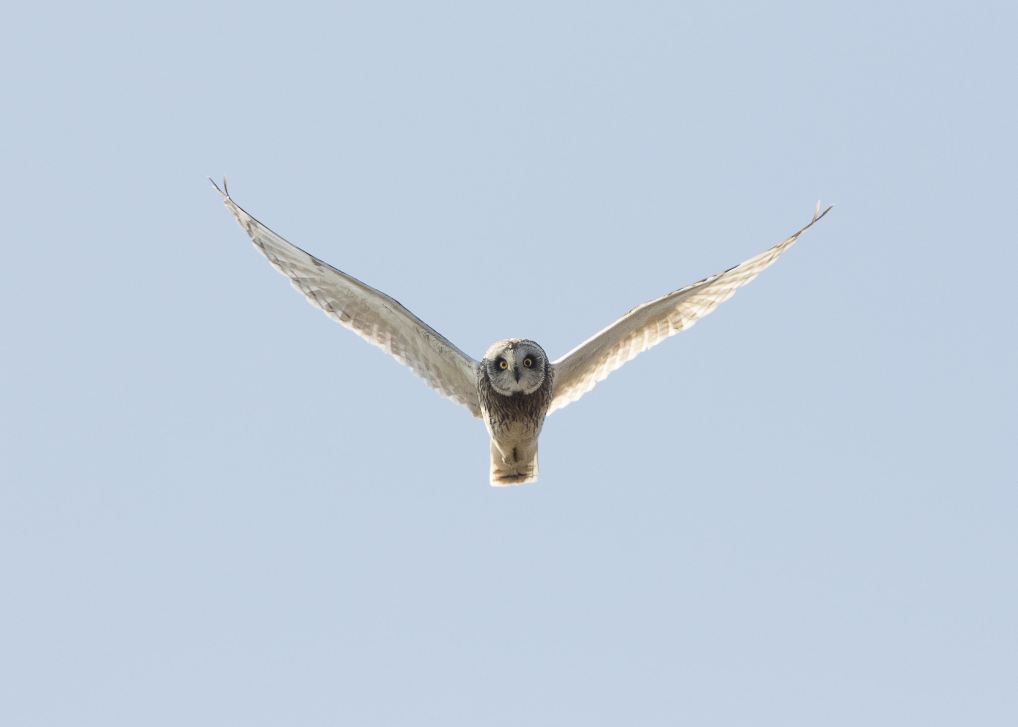 Short-eared Owl in head onflight