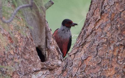 Counting birds at risk in the southern Okanagan