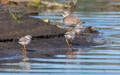 Ontario Piping Plover nesting season saw “power couples” and predators