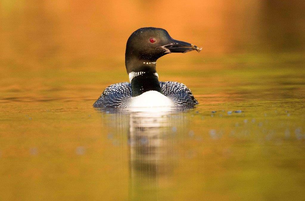 “Loons: A Cry From the Mist” Documentary Screening