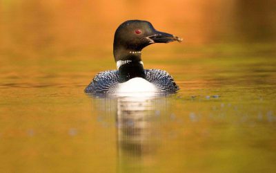 Canadian Lakes Loon Survey: New Report Helps Explain Mysterious Declines