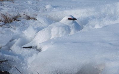 With help from Citizen Scientists, researchers investigate how climate change will impact ptarmigan in BC