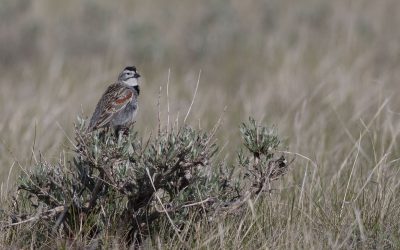 Thick-billed Longspur – an icon for change in the Canadian Prairies