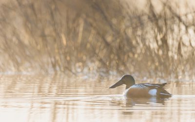 Climate change adaptation plans need to consider birds – you can help!