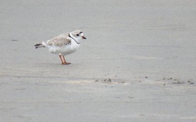 The Amazing Adventures of Piping Plover “HL”