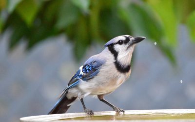 Watch birds out your window and be part of scientific research!