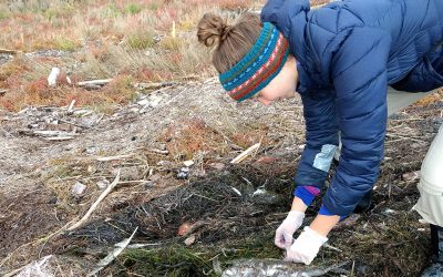 Can you help? Volunteers needed to survey birds along the British Columbia coast