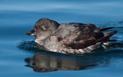 How is the oil spill off California affecting birds?