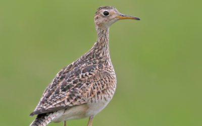 A new guide to support action on climate change and biodiversity loss in the Prairies