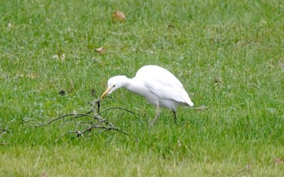 A year of birds: highlights from the 2021 Birdathon