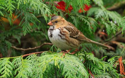 Why Climate COP26 matters to birds