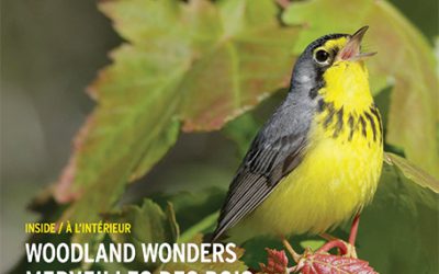 Forest birds flaunt their feathers in BirdWatch Canada magazine