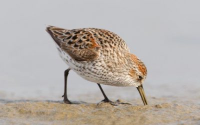 A final push to protect shorebird habitat in the heart of BC’s Fraser Estuary