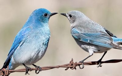 Spring into action for birds – join the Great Canadian Birdathon!