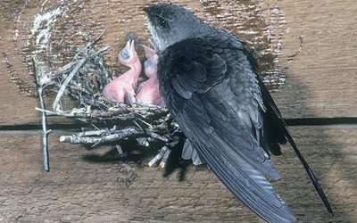 Welcome back Chimney Swifts! How you can help these threatened birds