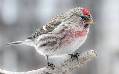 2022 Great Backyard Bird Count Summary