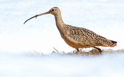 Curlews touch down as a survey prepares to launch