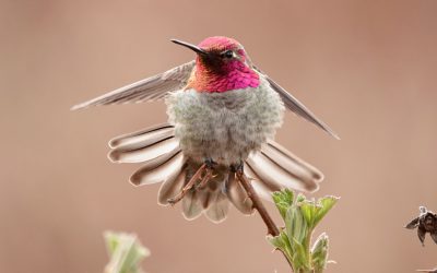 Still time to join events at Toronto and Vancouver bird celebrations