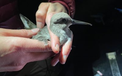 Tracking Dunlin in the Fraser Estuary