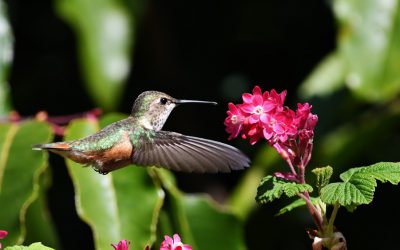 Dig into our resources to get gardening for birds!